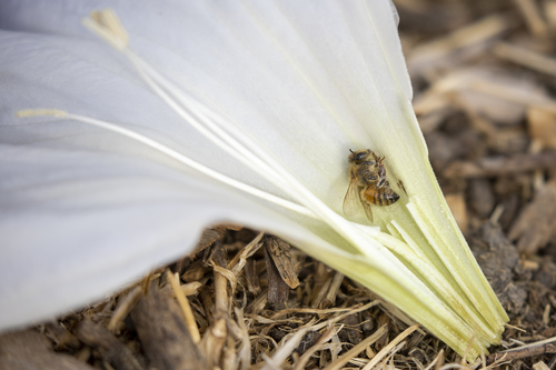 iNaturalist observation photo of Western Honey Bee