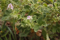Pelargonium vitifolium