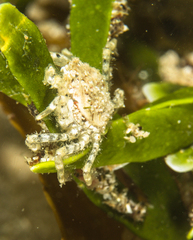 Hymenosoma orbiculare