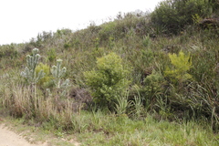 Hypericum canariense