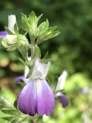 Collinsia multicolor