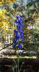 Delphinium scopulorum