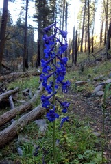 Delphinium scopulorum