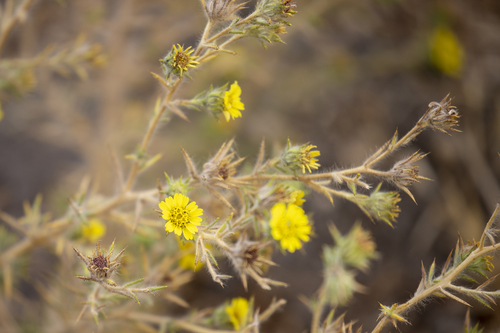 iNaturalist observation photo of Fitch's tarweed