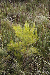 Hypericum canariense