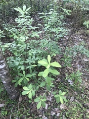 Rhododendron oblongifolium