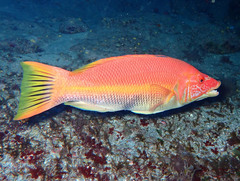 Bodianus scrofa