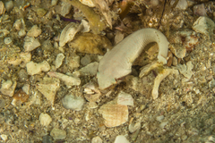 Apletodon pellegrini