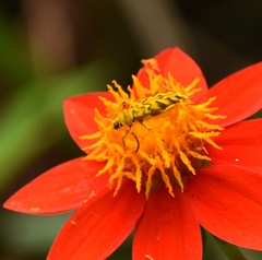 Ochraethes pollinosus