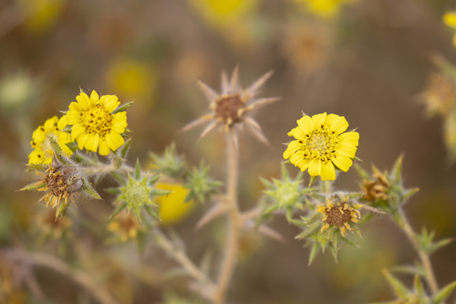 iNaturalist observation photo of Fitch's tarweed