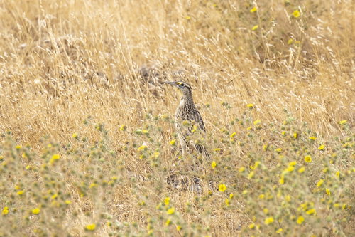 iNaturalist observation photo of Western Meadowlark