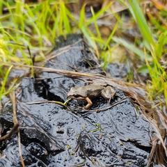 Cacosternum australis