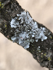 Parmelina pastillifera