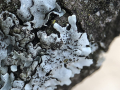 Parmelina pastillifera