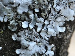 Parmelina pastillifera