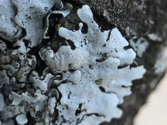 Parmelina pastillifera