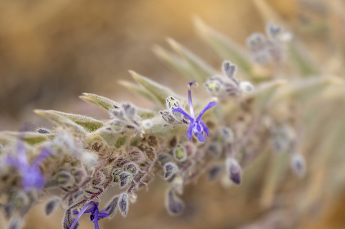 iNaturalist observation photo of Vinegar Weed
