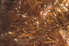 Sarcothalia scutellata