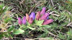 Gentiana catesbaei