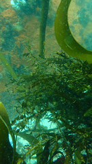 Anthophycus longifolius