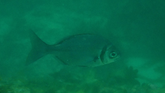 Boopsoidea inornata