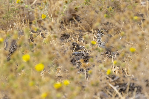 iNaturalist observation photo of Savannah Sparrow