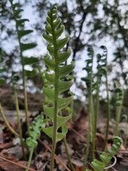Polypodium cambricum