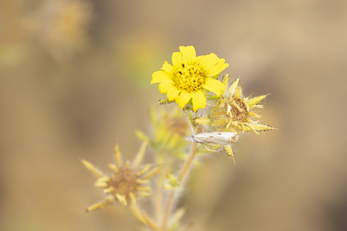 iNaturalist observation photo of Grass-veneers and Allies