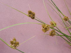 Carex unilateralis
