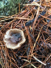 Lactarius pseudomucidus
