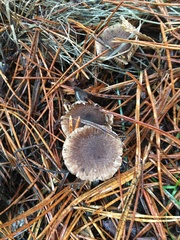 Lactarius pseudomucidus