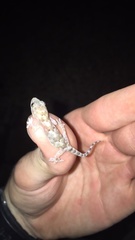 Hemidactylus mabouia