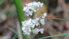 Libertia tricocca