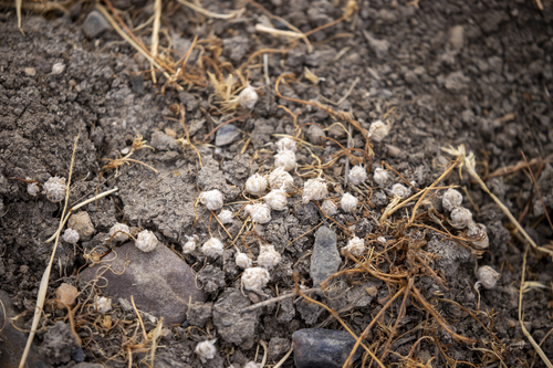 iNaturalist observation photo of Plants