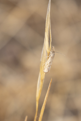 iNaturalist observation photo of Grass-Veneers