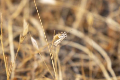 iNaturalist observation photo of Grass-Veneers