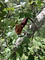 Aristolochia trilobata