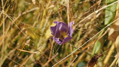 Eustoma exaltatum exaltatum