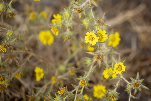 iNaturalist observation photo of Fitch's tarweed