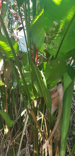Image of Heliconia farinosa by (c) LPB, some rights reserved (CC BY)