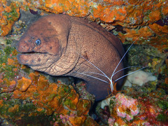 Gymnothorax unicolor