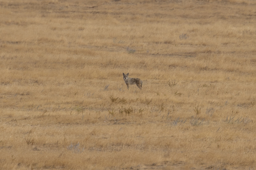 iNaturalist observation photo of Coyote