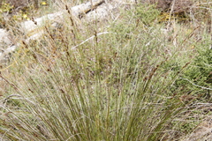 Schoenus cuspidatus