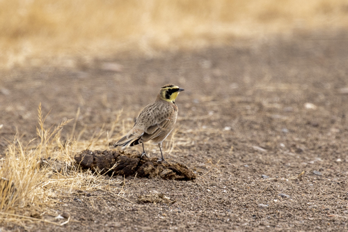 iNaturalist observation photo of Horned Lark