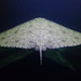 Spiny Butterfly Ray - Photo (c) Sylvain Le Bris, some rights reserved (CC BY-NC), uploaded by Sylvain Le Bris