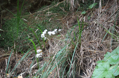 Libertia tricocca