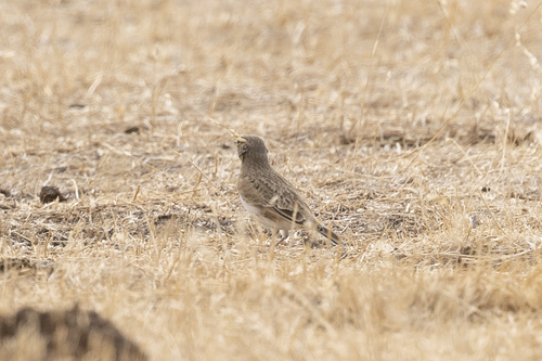 iNaturalist observation photo of Horned Lark