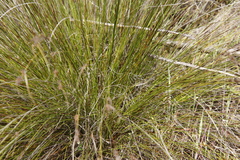 Schoenus cuspidatus