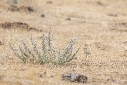 iNaturalist observation photo of Vinegar Weed