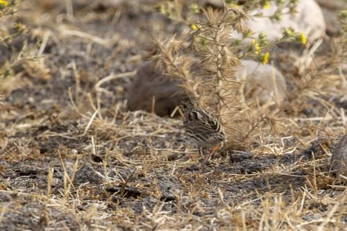 iNaturalist observation photo of Savannah Sparrow